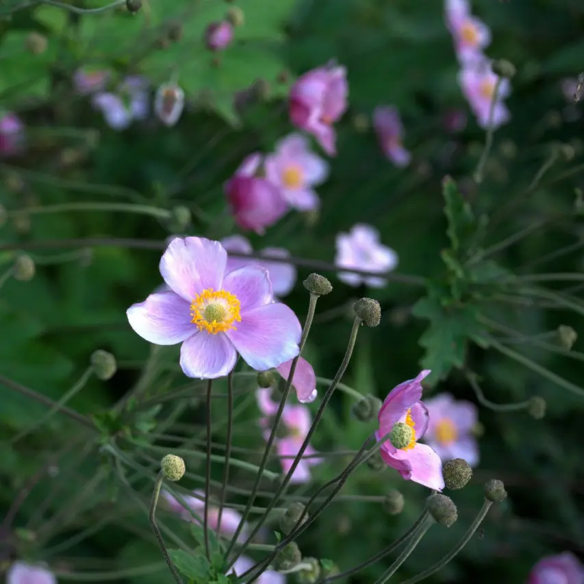 Anemone Splendens-unsplash.webp