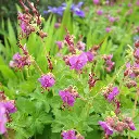 Geranium Bevan's Variety 2VK AdobeStock_363311114.webp