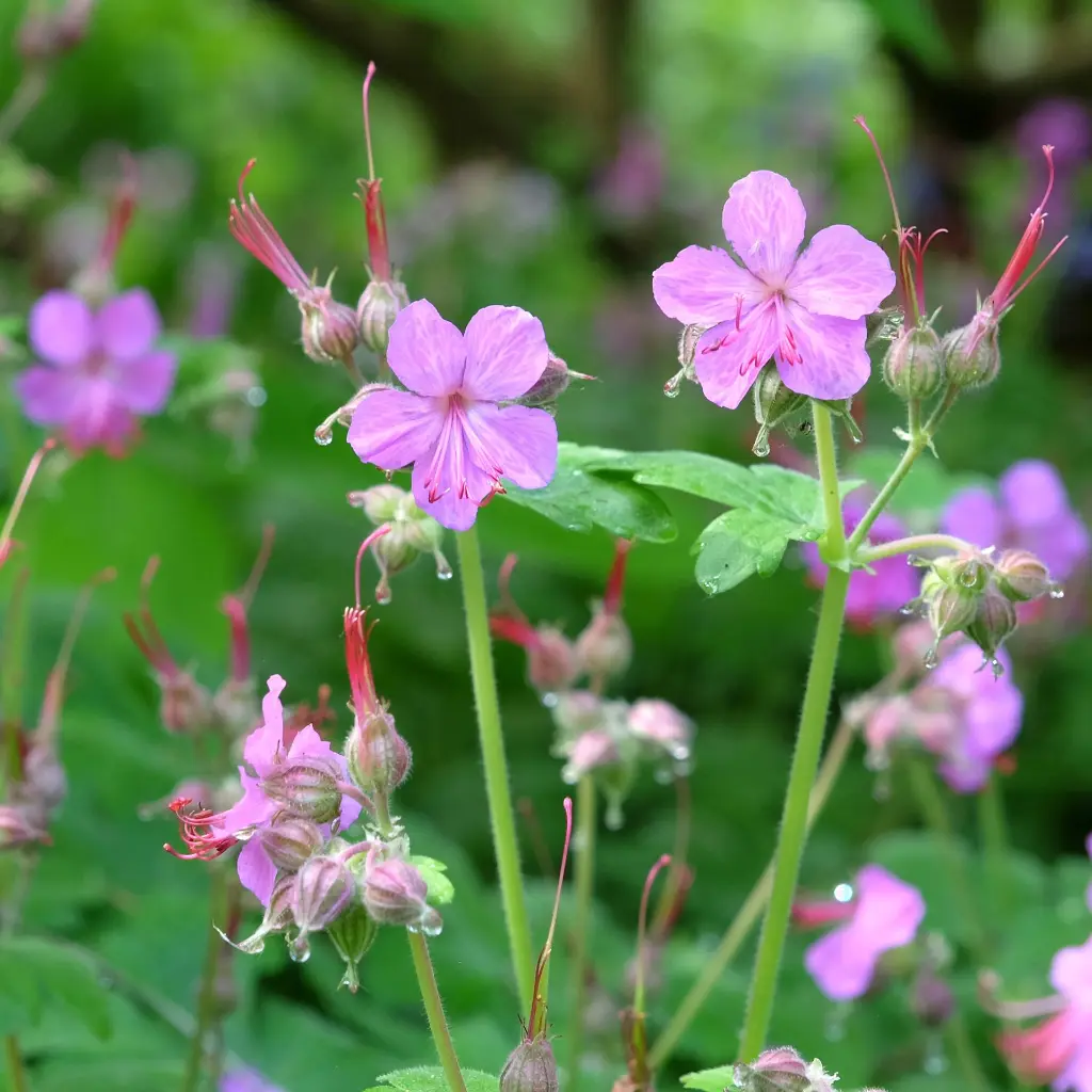 Geranium Bevan's Variety 3VK AdobeStock_823477177.webp