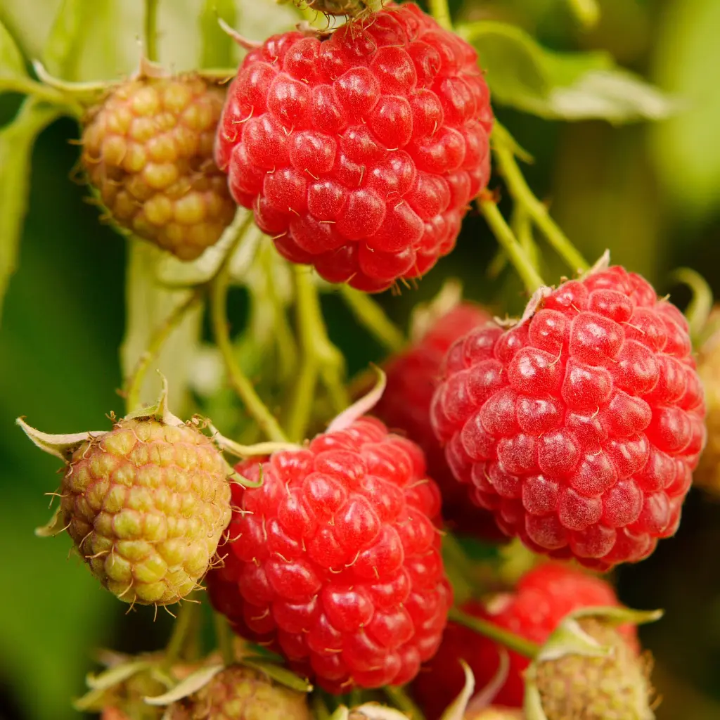 Framboos Autumn Bliss_VK_AdobeStock_43107699.webp