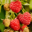 Framboos Autumn Bliss_VK_AdobeStock_43107699.webp