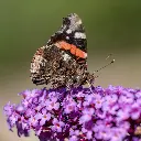 Buddleja Pink Delight_VK_AdobeStock_422831293.webp