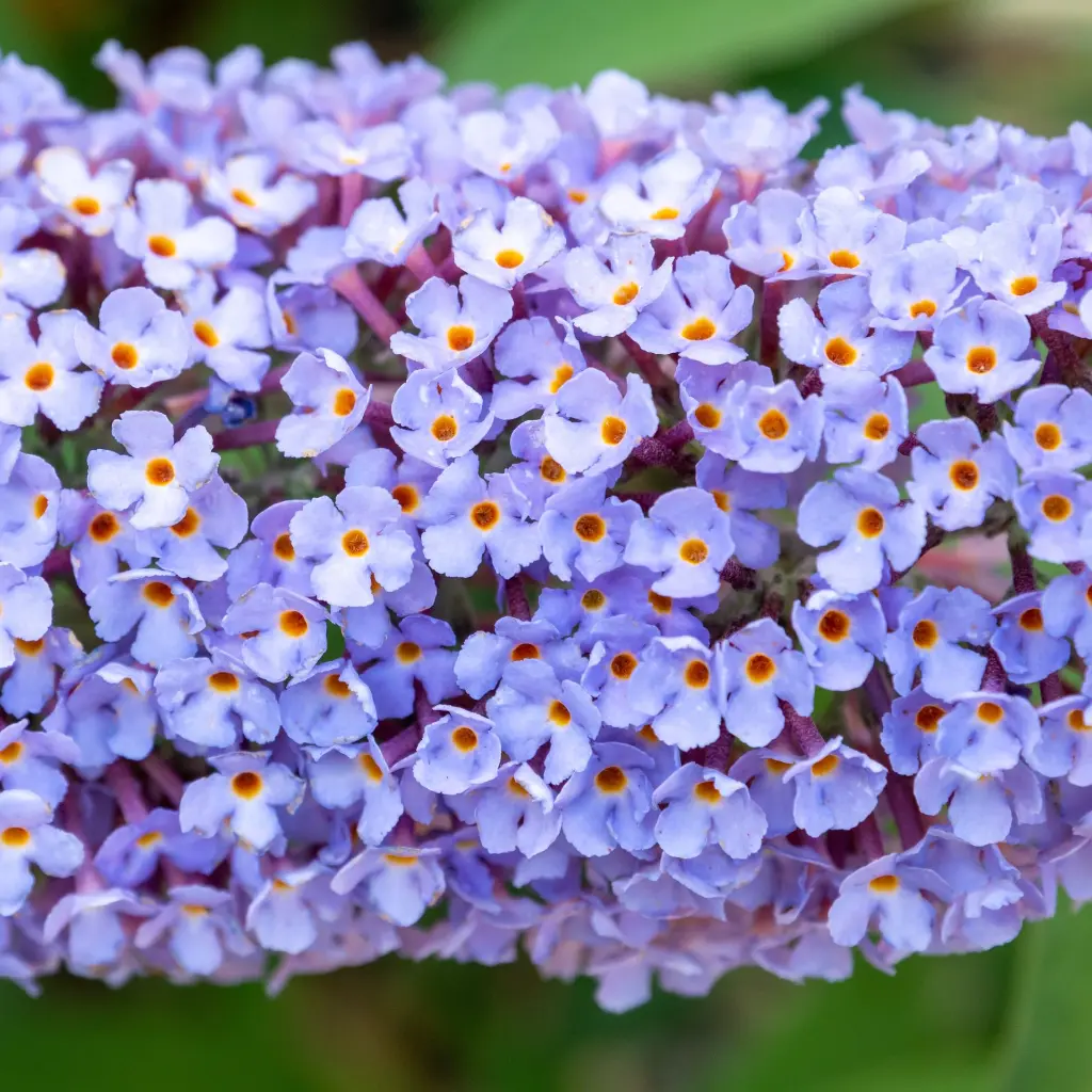 Buddleja Pink Delight_VK_AdobeStock_451000555.webp