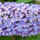 Buddleja Pink Delight_VK_AdobeStock_451000555.webp