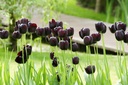 Tulipa Queen of Night - BIO