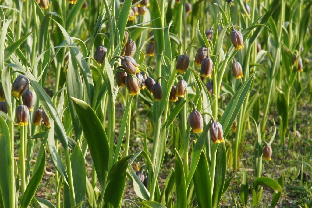 Fritillaria uva-vulpis - BIO