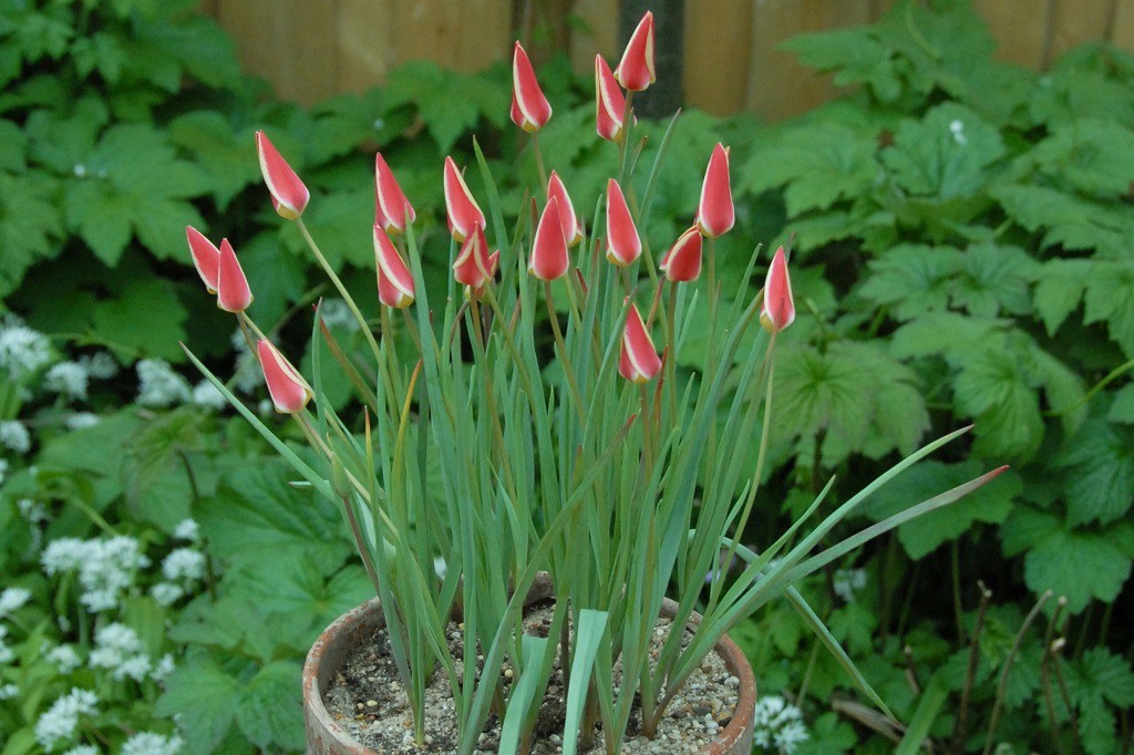 Tulipa clusiana Tinka - BIO