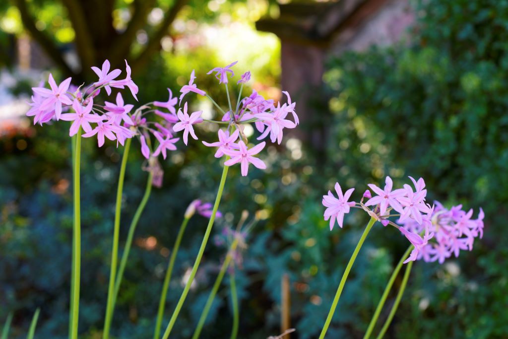 Tulbaghia Violacea - BIO