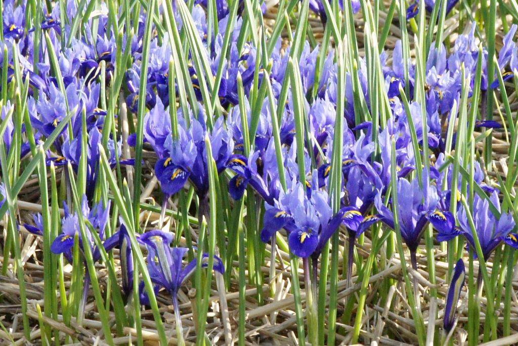 Iris reticulata Harmony - BIO