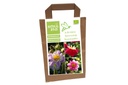 Dahlia Bijentas 3 ST - BIO