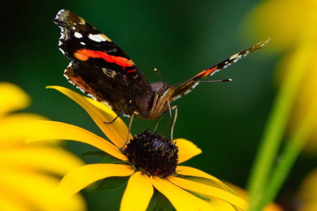 Rudbeckia 'Goldsturm' - BIO