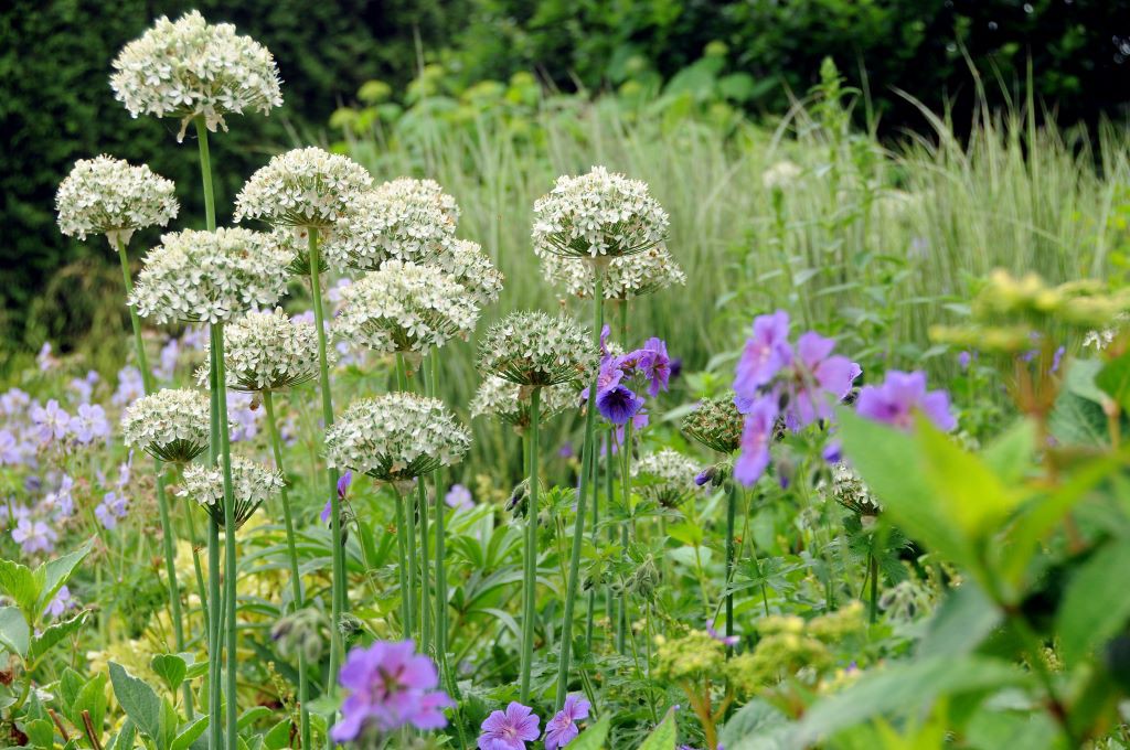 Allium nigrum - BIO