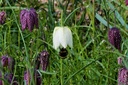 Fritillaria Meleagris - BIO 