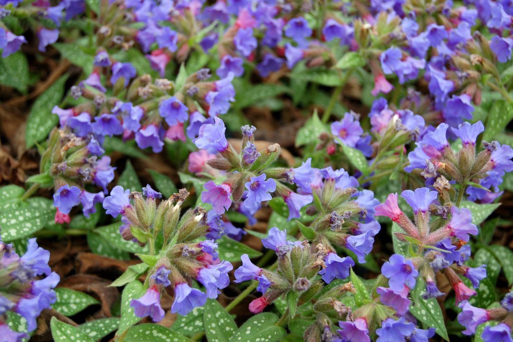 Pulmonaria 'Trevi Fountain'- BIO