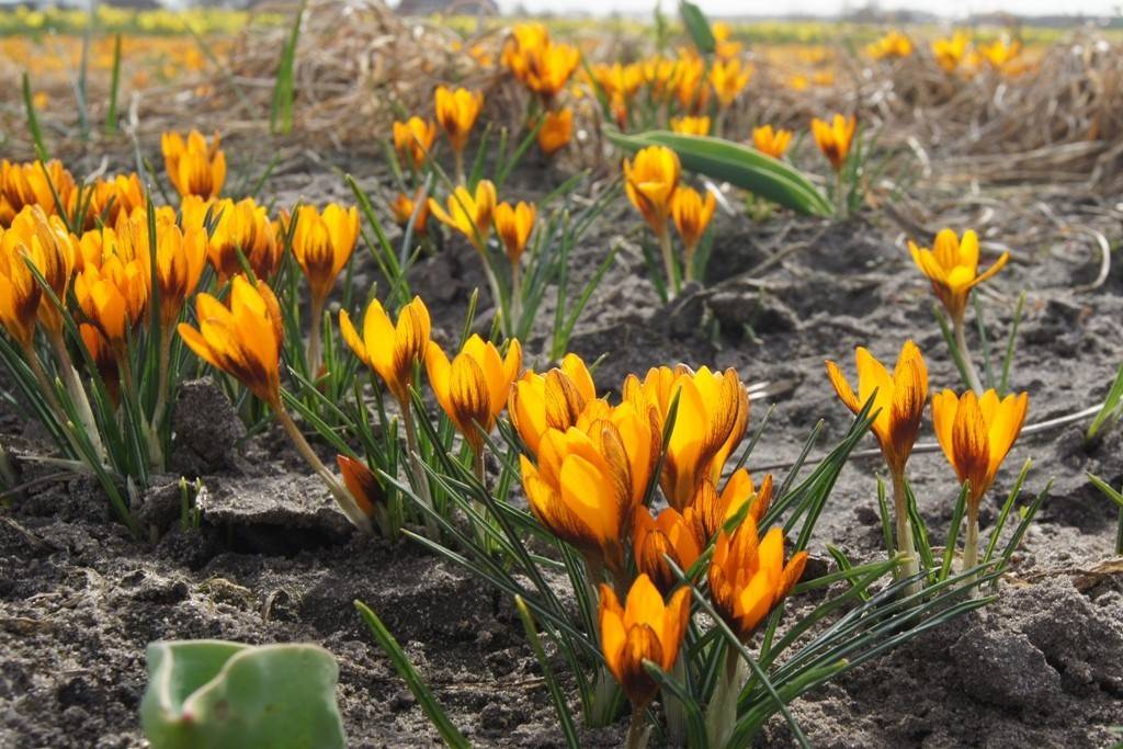 Botanische Krokuszwiebeln 'Orange Monarch' - 10 Stück, Winterhart, Blüte Februar-März