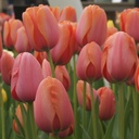 Tulipa Apricot Impression - BIO