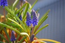 Muscari armeniacum - BIO