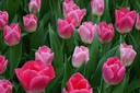 Tulipa Dynasty - BIO