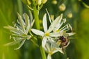 Camassia leichtlinii Sacajawea - BIO