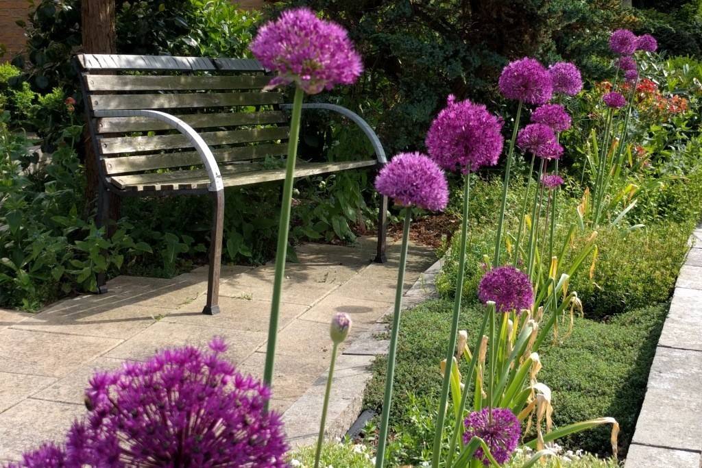 Allium Purple Sensation - BIO