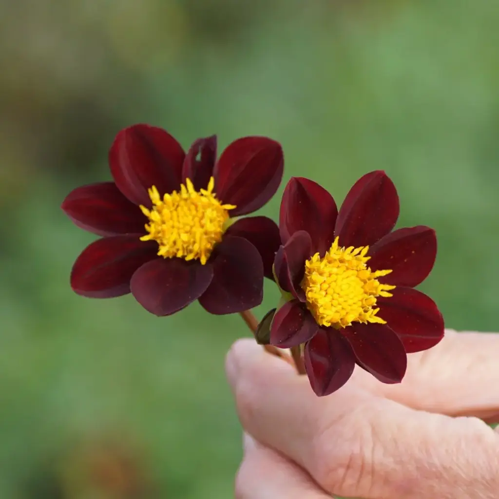 Dahlia Mexican Star - BIO