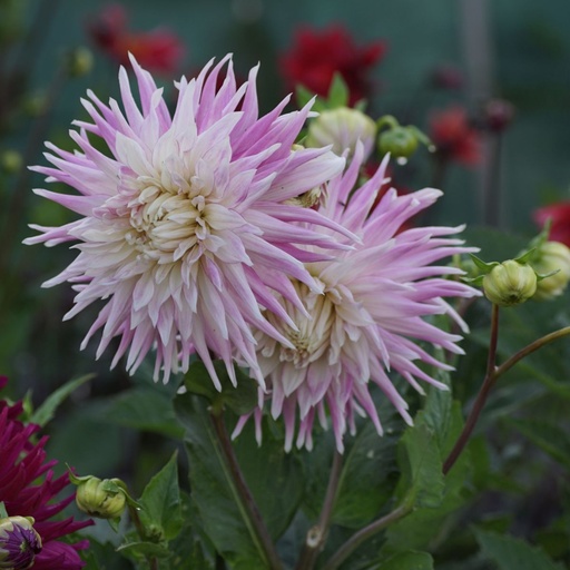 [B1010-1] Dahlia Kiev - BIO (1 Zwiebel)