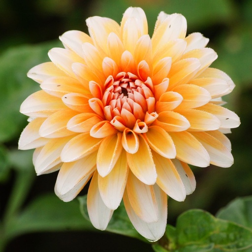 [B1017-1] Dahlia Seattle - BIO (1 Zwiebel)
