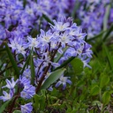 Schneeglanz - Chionodoxa Blue Giant - BIO