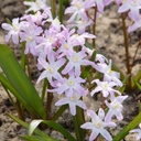 Schneeglanz - Chionodoxa Pink Giant - BIO