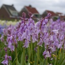 Spanisches Hasenglöckchen - Hyacinthoïdes Hisp. Rosa - BIO