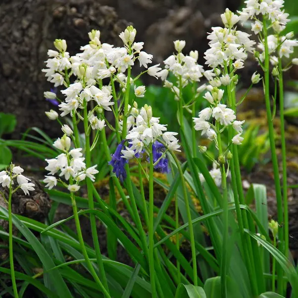 Spanisches Hasenglöckchen - Hyacinthoïdes Hisp. Weiss - BIO