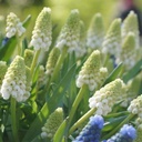 Traubenhyazinthe - Muscari White Magic - BIO