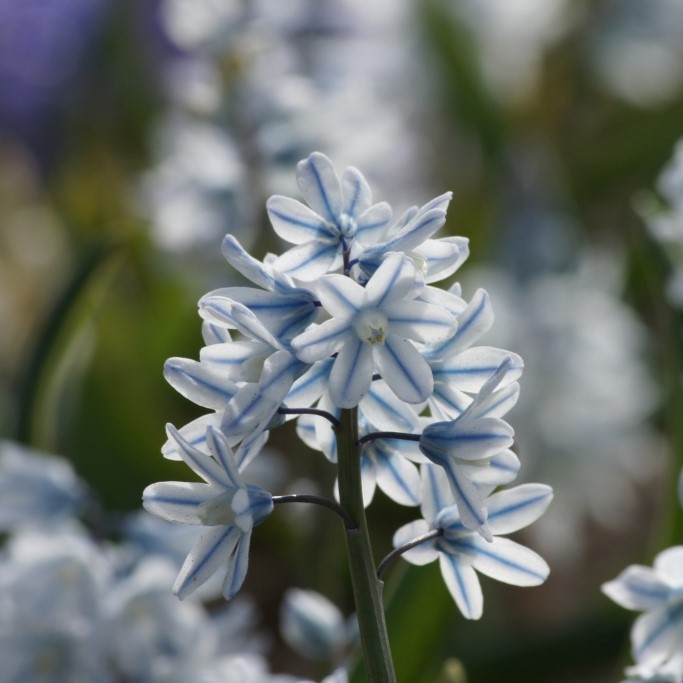 Puschkinia Libanotica - Kegelblume - BIO