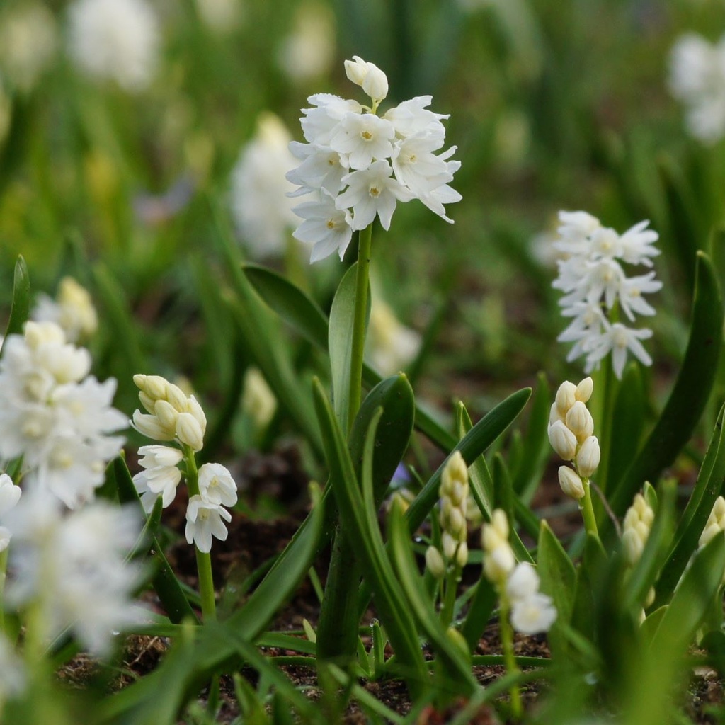 Puschkinia Libanotica Alba - Weiße Kegelblume - BIO