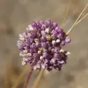 Allium Ping Pong - Zierlauch - BIO