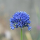 Allium Azureum - BIO