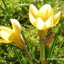Krokus chrysanthus Romance - BIO