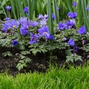 Anemone Blanda - Balkan Windröschen -- BIO
