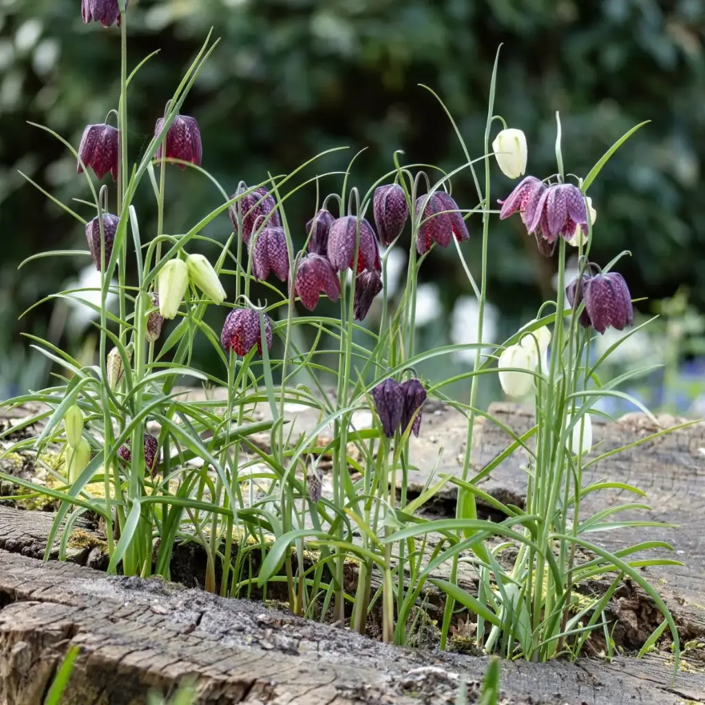 Schachbrettblume - Fritillaria Meleagris - BIO