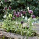 Schachbrettblume - Fritillaria Meleagris - BIO