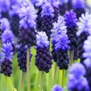 Traubenhyazinthe - Muscari Latifolium - BIO 