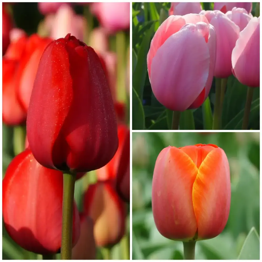 Tulipa Mix VELT - BIO
