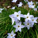 Frühlingsstern - Ipheion Uniflorum - BIO