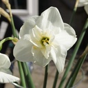 Narcissus Papillon Blanc - BIO