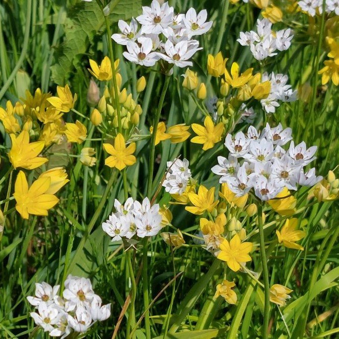 Allium Mix - Zierlauch - BIO
