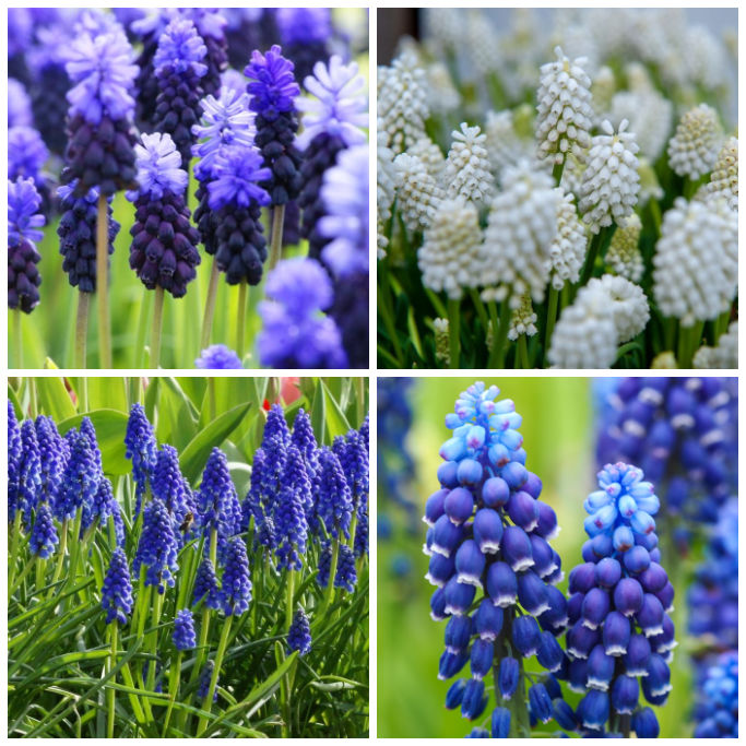 Traubenhyazinthen - Muscari Mischung Blau-Weiß - BIO