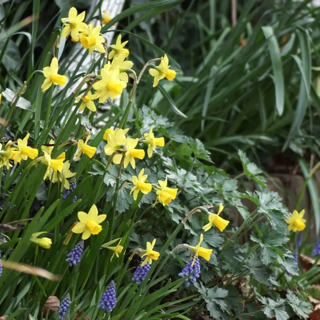 Narzisse Tete-a-Tete - BIO