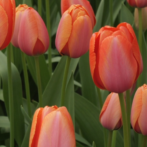 [A1121-7] Tulipa Apricot Impression - BIO (7 Zwiebeln)