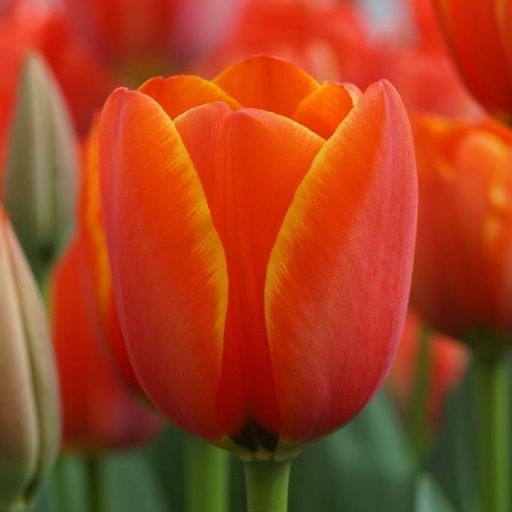 [A1127-7] Tulipa Dafeng - BIO (7 Zwiebeln)