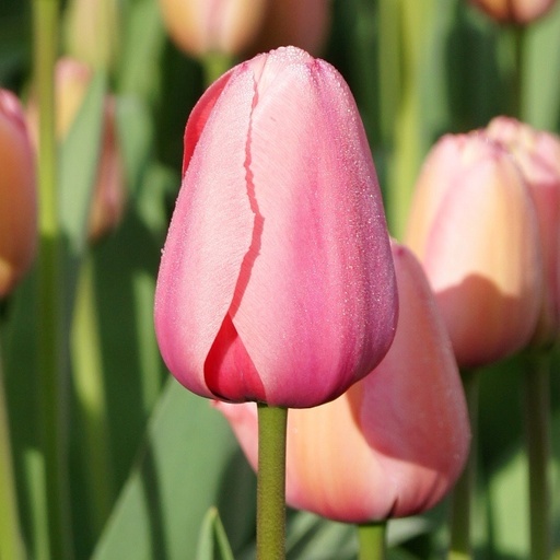 [A1015-7] Tulipa Pink Impression - BIO (7 zwiebel)